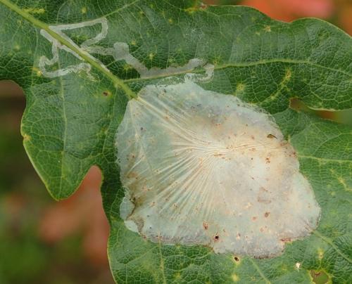 Acrocercops brongniardella